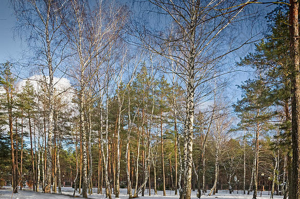 树覆盖大数量厚霜背景蓝色的天空参考图片