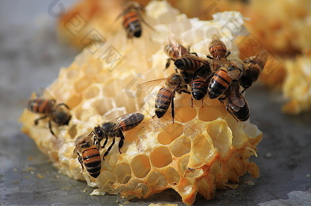 关闭视图蜜蜂工作蜂蜜细胞