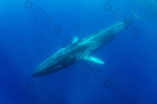好鲸鱼皮科岛亚速尔