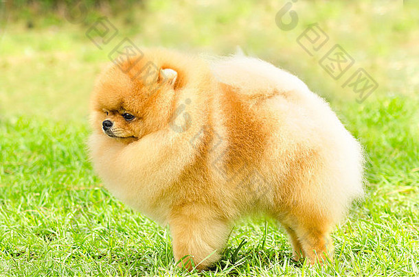 一边视图小年轻的美丽的毛茸茸的橙色波美拉尼亚的小狗狗站草砰的一声狗被认为是