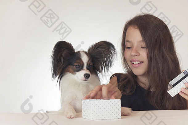 美丽的青少年女孩美味的礼物狗大陆玩具猎犬蝴蝶犬白色背景