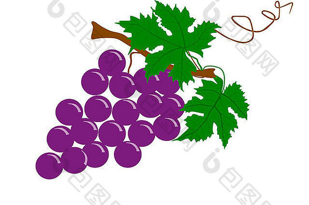 葡萄水果插图
