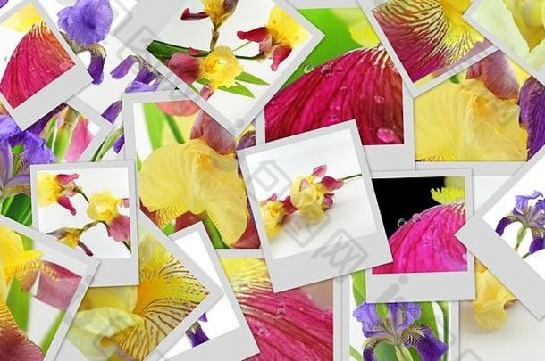 紫色的黄色的虹膜花照片拼贴画