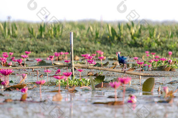 紫色的Swamphen卟啉卟啉狩猎竹子波兰池粉红色的莲花花朵湖南泰国