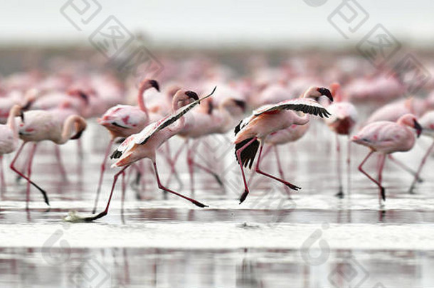 殖民地火烈鸟纳特龙湖较小的火烈鸟科学凤凰属小坦桑尼亚非洲