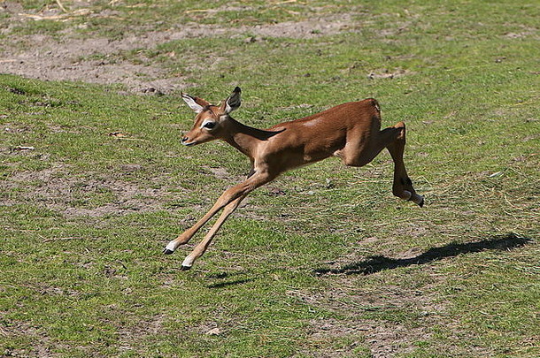 周婴儿黑斑羚小腿埃皮塞罗斯melampus跳运行