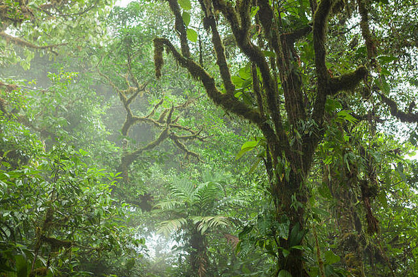深郁郁葱葱的多雾的热带雨林