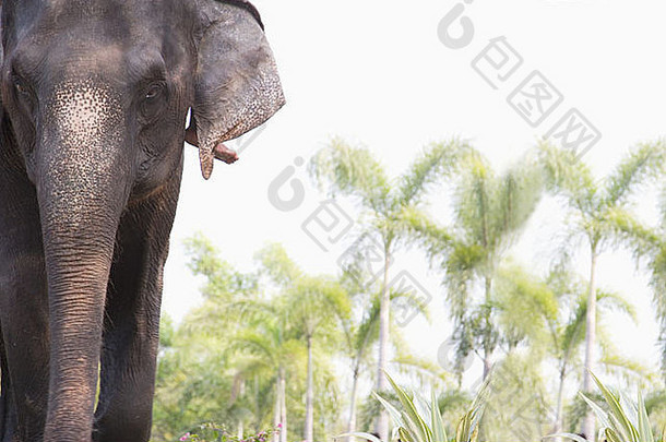 泰国曼谷亚洲大象