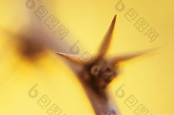 关闭细节刺伏牛花小檗属植物thumbergii冬天苍白的黄色的背景