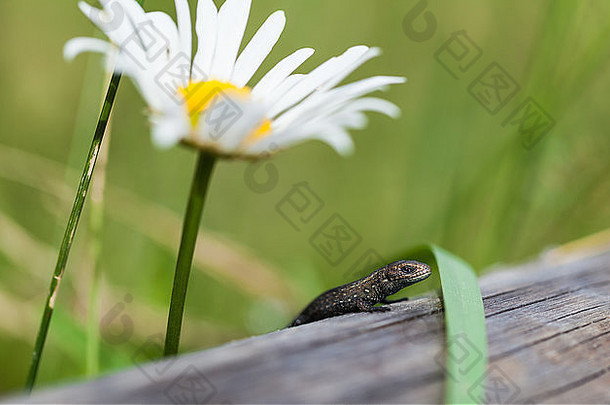 小蜥蜴坐着草特写镜头