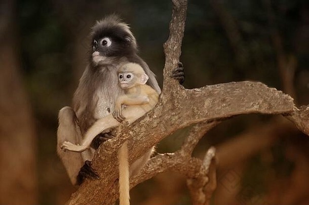 妈妈。儿子微暗的叶猴子微暗的长spectaacled长presbytis针孔里德坐着树休息
