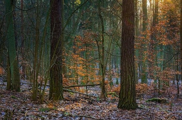 冬天晚些时候秋天的森林美丽的欧洲森林景观