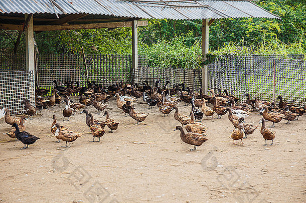 棕色（的）鸭子农场泰国