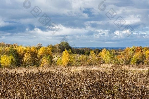 色彩斑斓的树草地美丽的秋天景观
