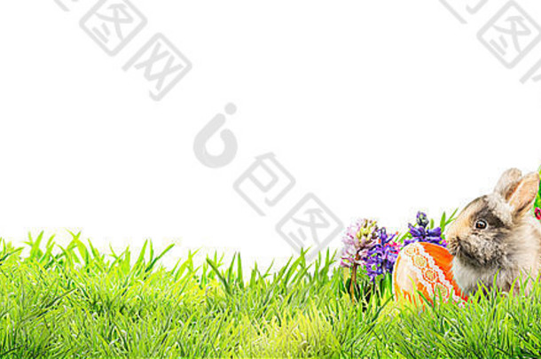 复活节兔子鸡蛋花花园草白色背景横幅网站