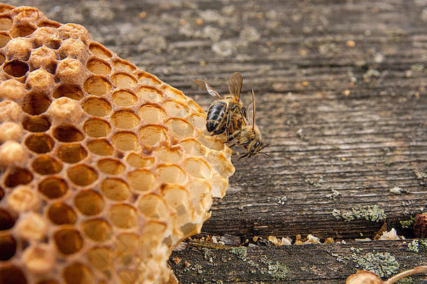 关闭视图工作蜜蜂蜂窝甜蜜的蜂蜜一块黄色的蜂窝蜂巢甜蜜的蜂蜜古董木回来