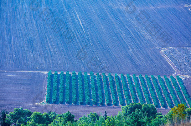 空中视图耕地场橄榄种植园