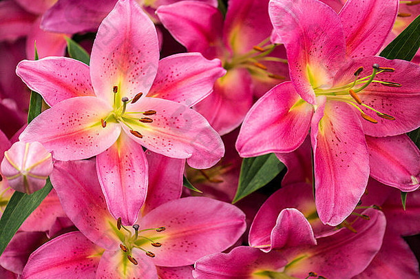 百合属植物令人震惊的粉红色的花瓣黄色的中心著名的花粉填满雄蕊