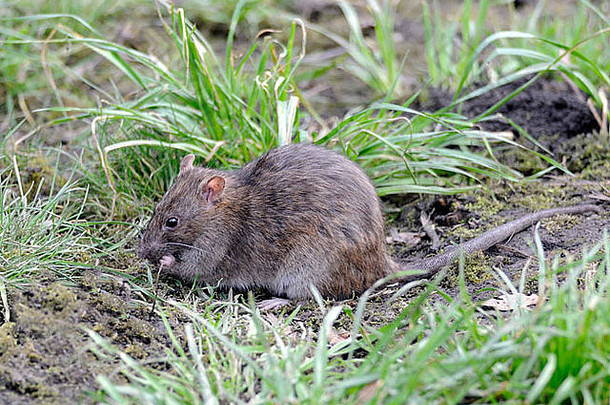 常见的棕色（的）老鼠鼠属形吃食物鸟给料机