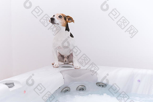 可爱的狗杰克罗素泡沫浴按摩宠物护理健康概念