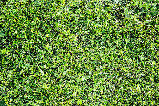 绿色杂草草背景夏天一天