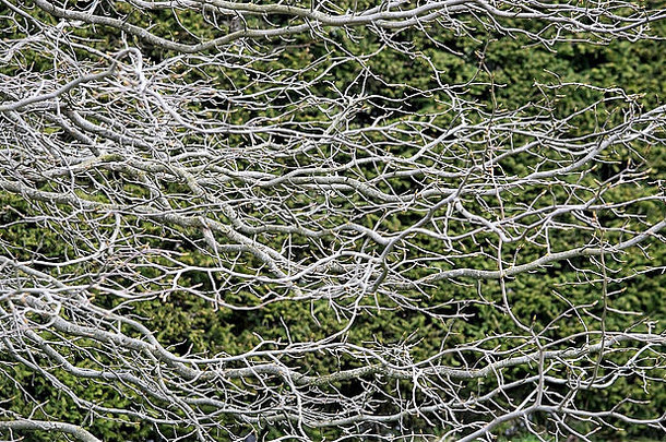 分支机构树枝模式森林网络瑞典