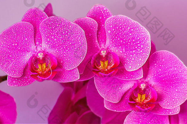 兰花粉红色的粉红色的背景蛾兰花特写镜头花头花束花植物花瓣背景紫色的开花