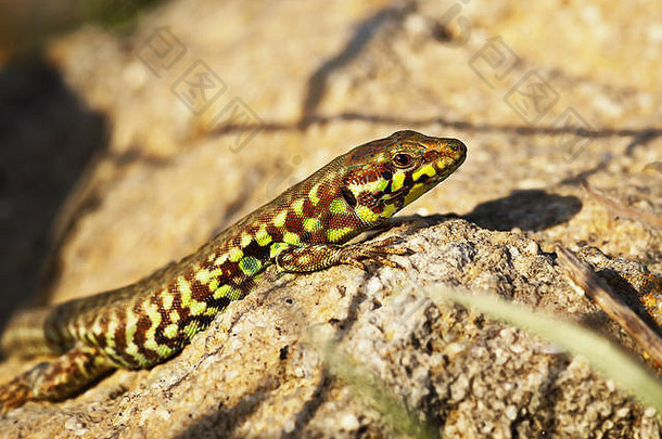 米洛斯岛墙蜥蜴特写镜头罕见的爬行动物礼物希腊岛podarcis米伦西斯上市濒临灭绝的世界自然保护联盟红色的列表