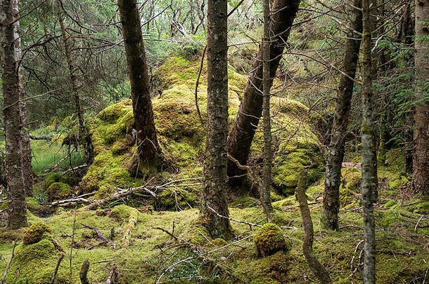 库拉格森林洛钦弗高地苏格兰照片显示地底莫斯地板上森林树