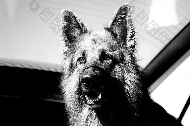 黑与白可爱的几何摘要艺术黑色的喜怒无常的有创意的狗狗德国牧羊犬housedog宠物
