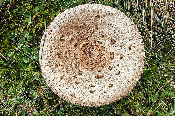 阳伞蘑菇Macrolepiota过程