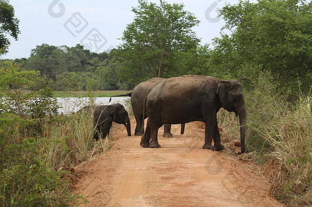 游行大象保护年轻的小牛移动形成瓦斯加穆瓦斯里兰卡斯里兰卡