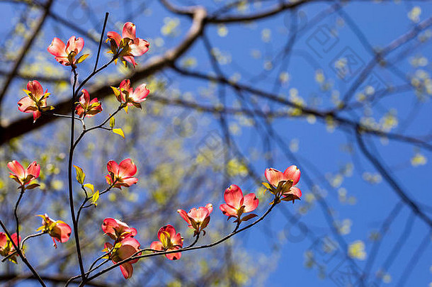 粉红色的山茱萸花朵照亮北卡罗莱纳森林