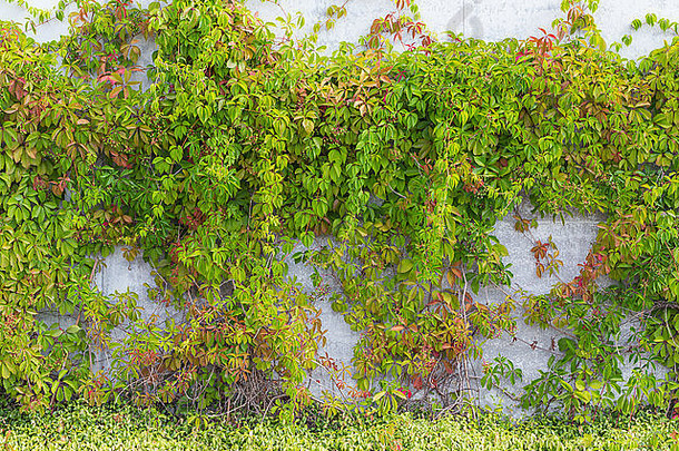 绿色爬虫植物墙