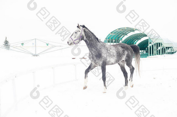安达卢西亚人受过严格训练的灰色的马冬天场运动背景托儿所五彩缤纷的水平图像在户外