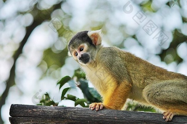常见的松鼠猴子saimiriSciureus