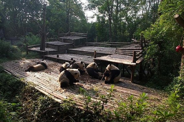 年轻的熊猫熊享受竹子早餐成都熊猫繁殖研究中心成都四川省中国8月