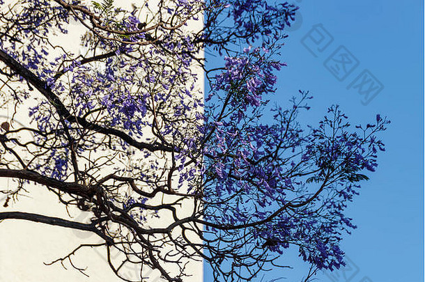分支机构树淡紫色花的双色背景