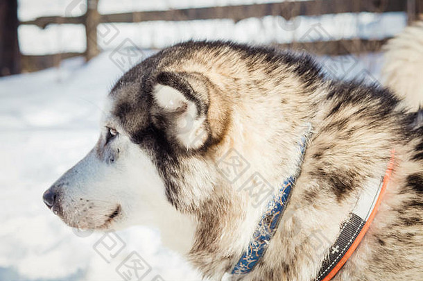 西伯利亚沙哑的肖像冬天