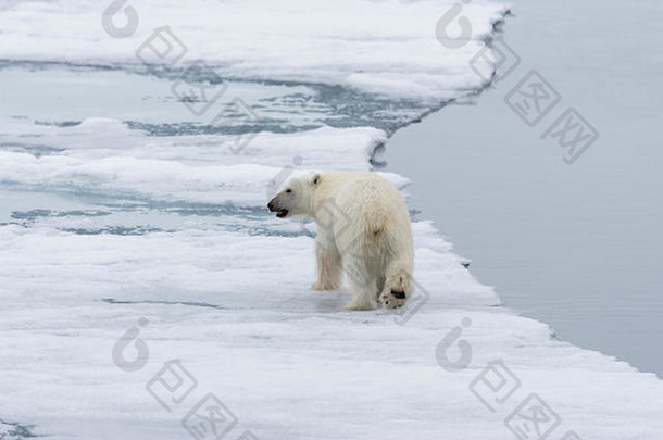极地熊熊属maritimus包冰北斯匹次卑尔根岛斯瓦尔巴特群岛