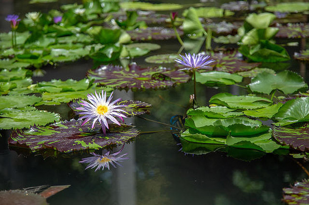 莲花花叶水池塘背景自然手法
