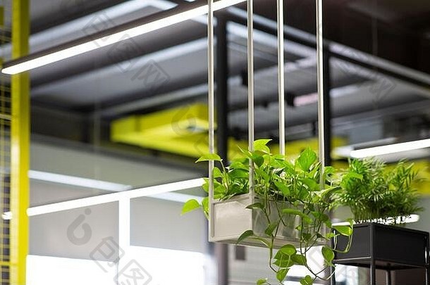 新鲜的生活绿色植物办公室室内模糊背景