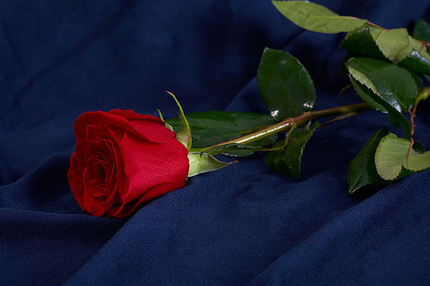 红色的玫瑰花蓝色的背景
