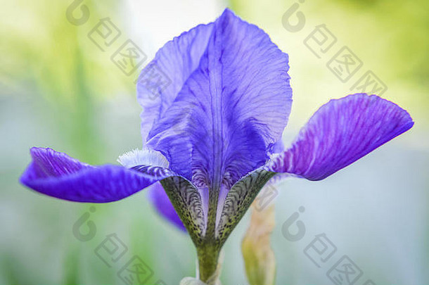 美丽的蓝色的紫色的虹膜花