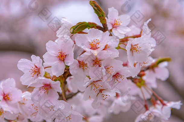 美丽的樱桃开花樱花完整的布鲁姆绿色背景春天时间