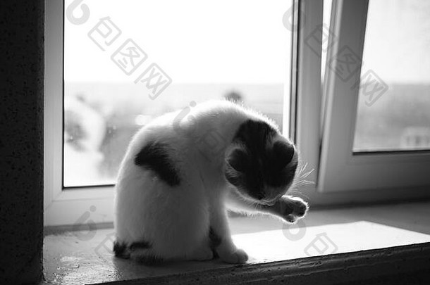 可爱的小猫坐着阳光明媚的窗台上清洁爪子照片
