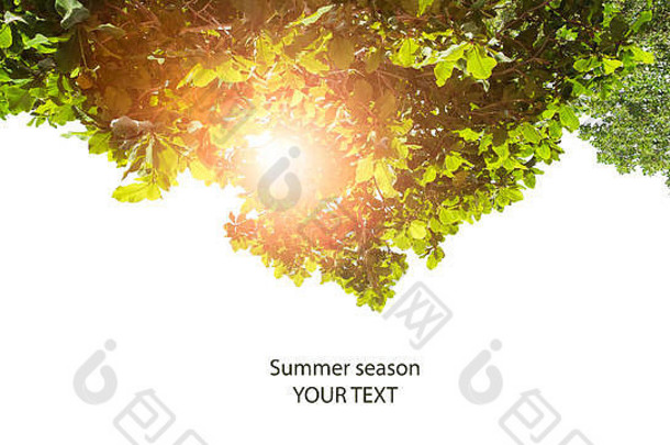 假期概念夏天季节概念绿色叶孤立的白色背景复制空间