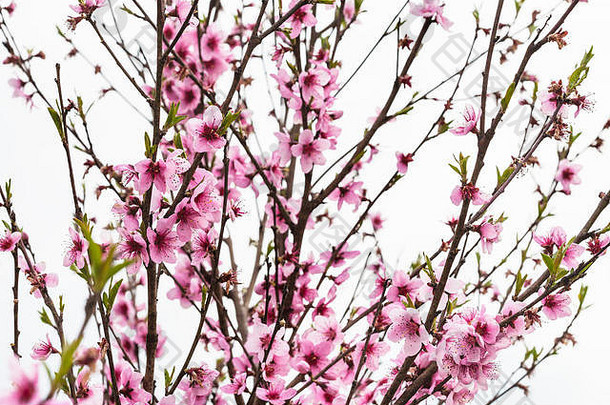 桃子树粉红色的花朵冷春天一天