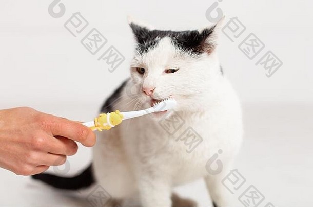 黑色的白色猫黄色的眼睛刷牙牙齿宠物护理宠物刷牙