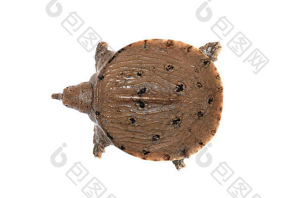 枯燥无味的中国人软壳乌龟pelodiscus中国孤立的白色背景